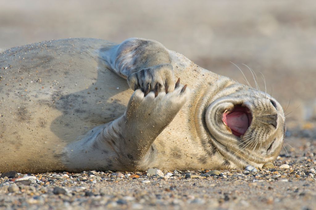 Seehund (W. Rolfes)