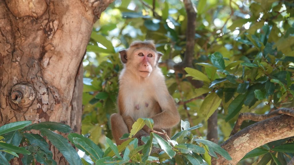 Vogelbeoachtung Sri Lanka - ReiseberichtVogelbeoachtung Sri Lanka - Reisebericht