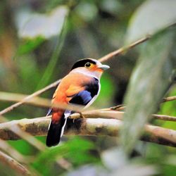 Schwarzbrauen-Breitrachen Thailand Krishna Kirka