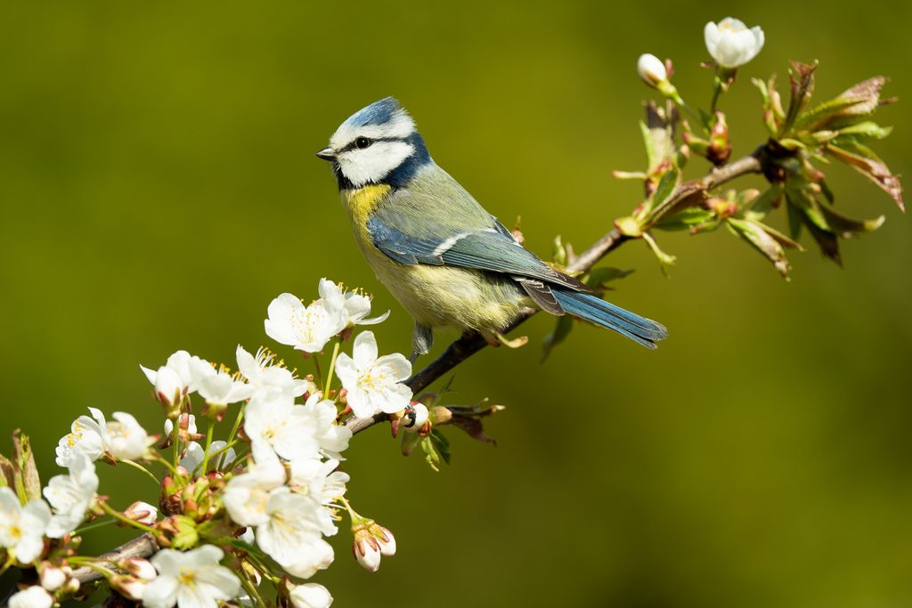 blaumeis eund blüten im hintergrund