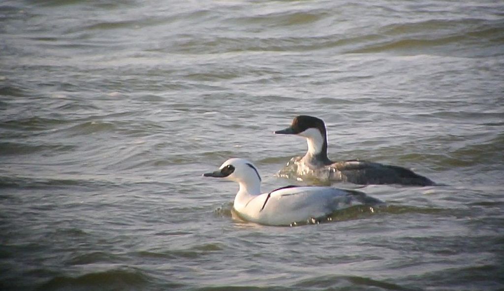 Herr und Frau Zwergsäger auf dem Ijsselmeer