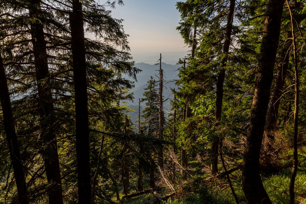 Bäume im Schwarzwald