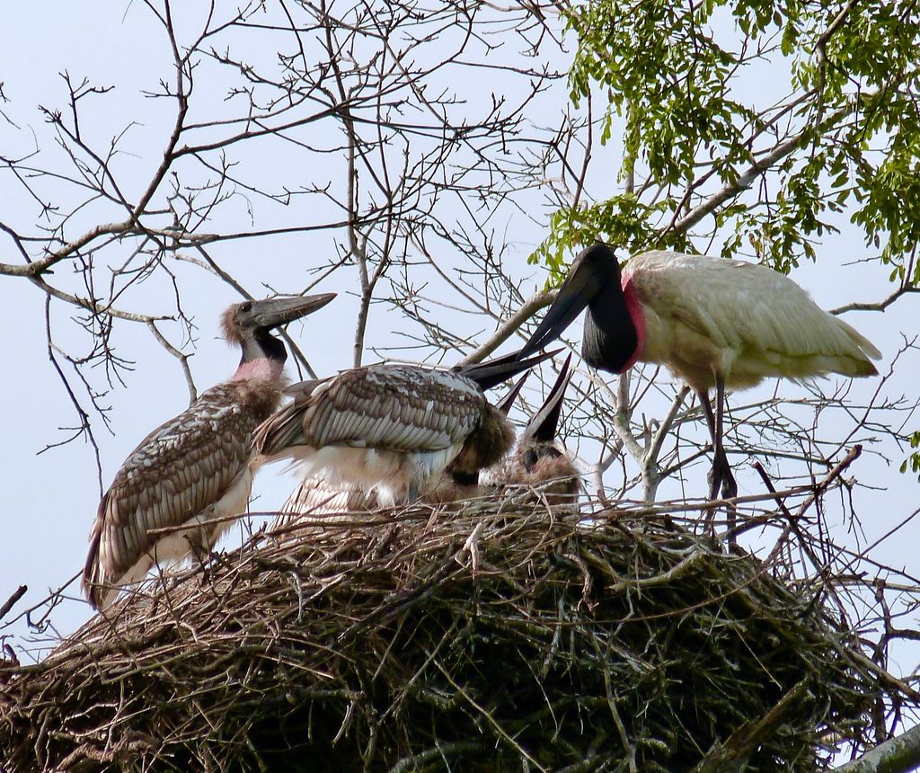 Jabiru 