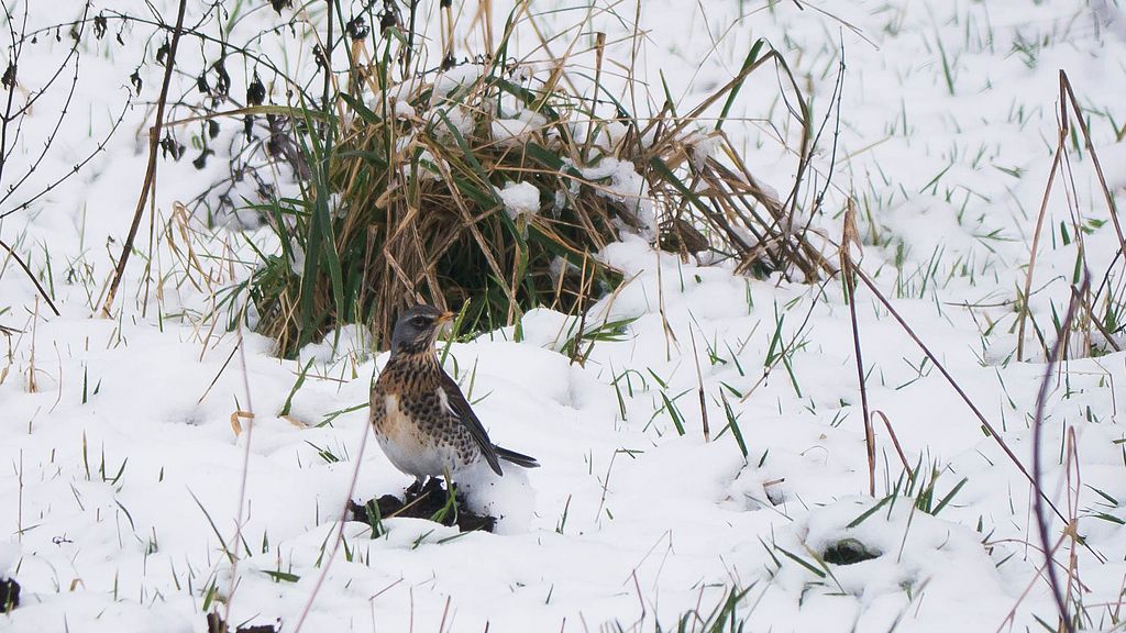 Wacholderdrossel im Schnee
