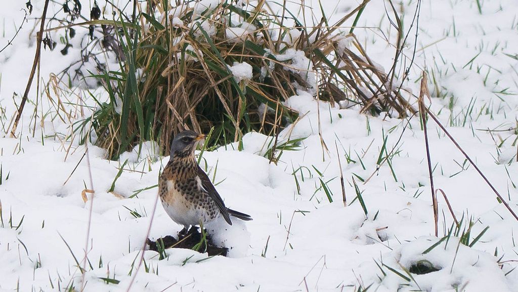 Wacholderdrossel im Schnee