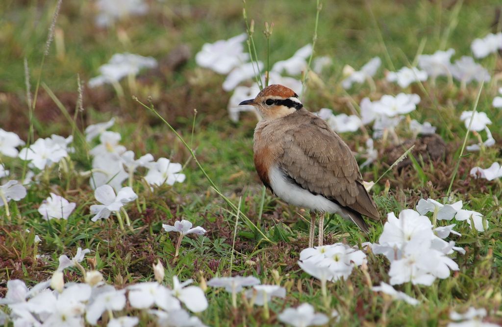 Temminckrennvogel Tansania Volker Sthamer