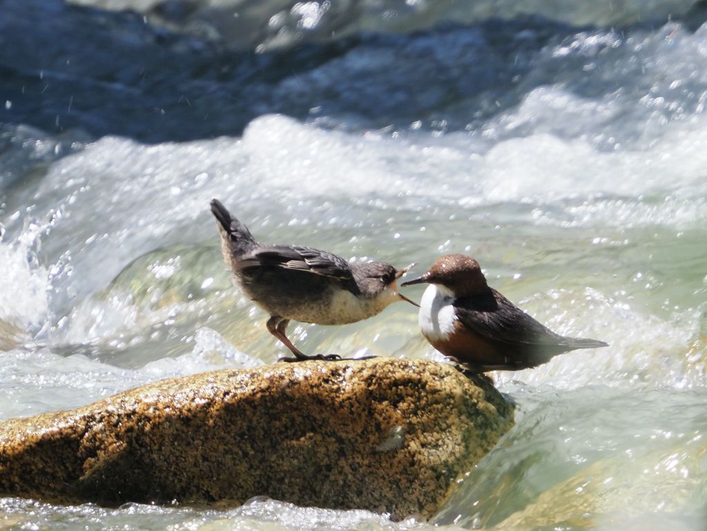 Wasseramsel A. Kofler