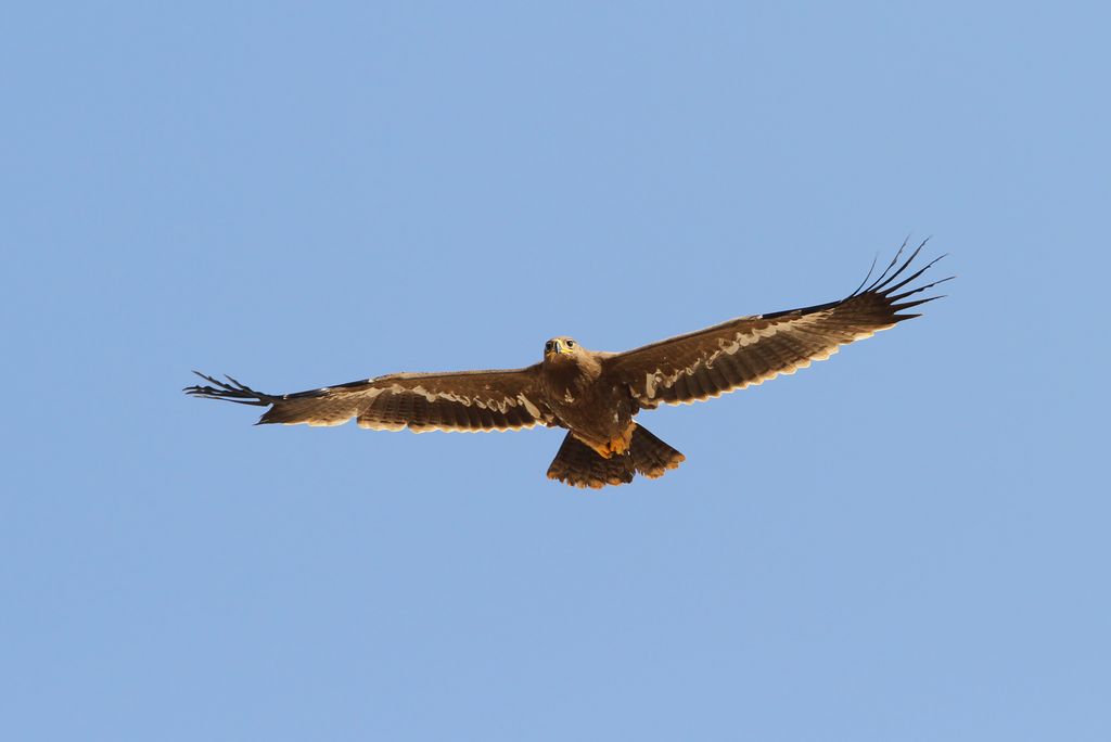 Steppenadler Oman Christoph Moning