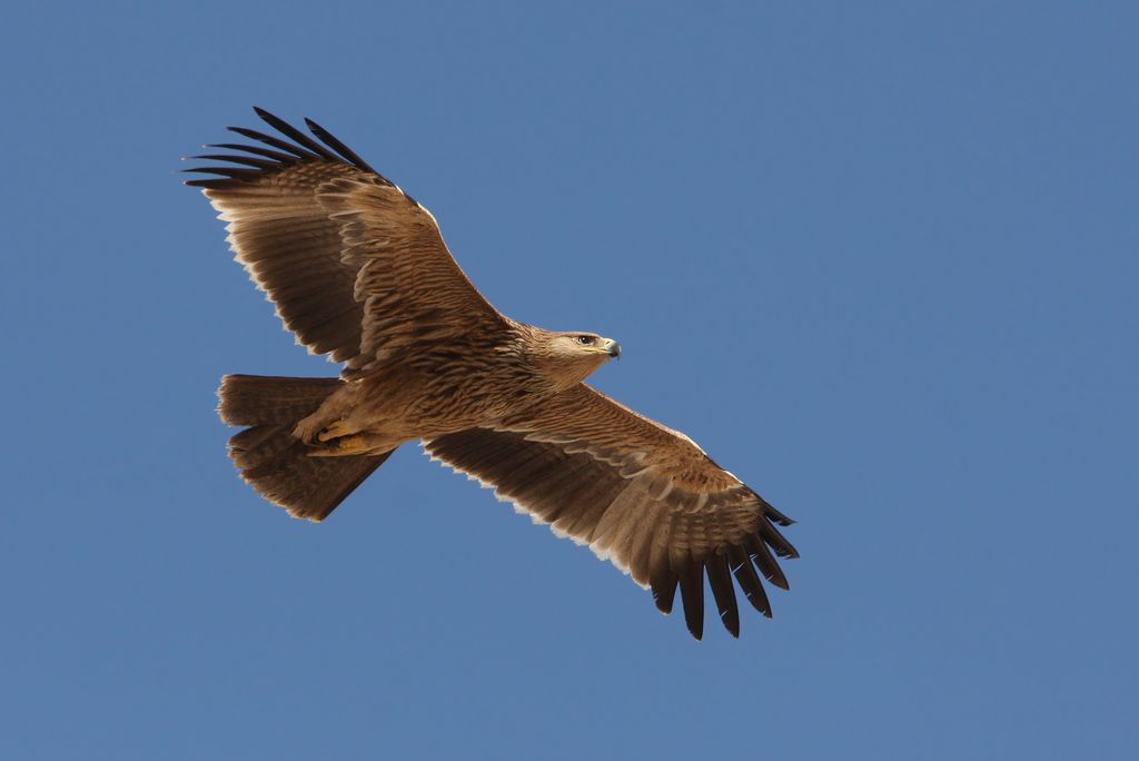 Kaiseradler Oman Christoph Moning