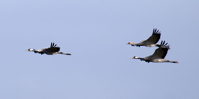 3 Kraniche am Himmel fliegend