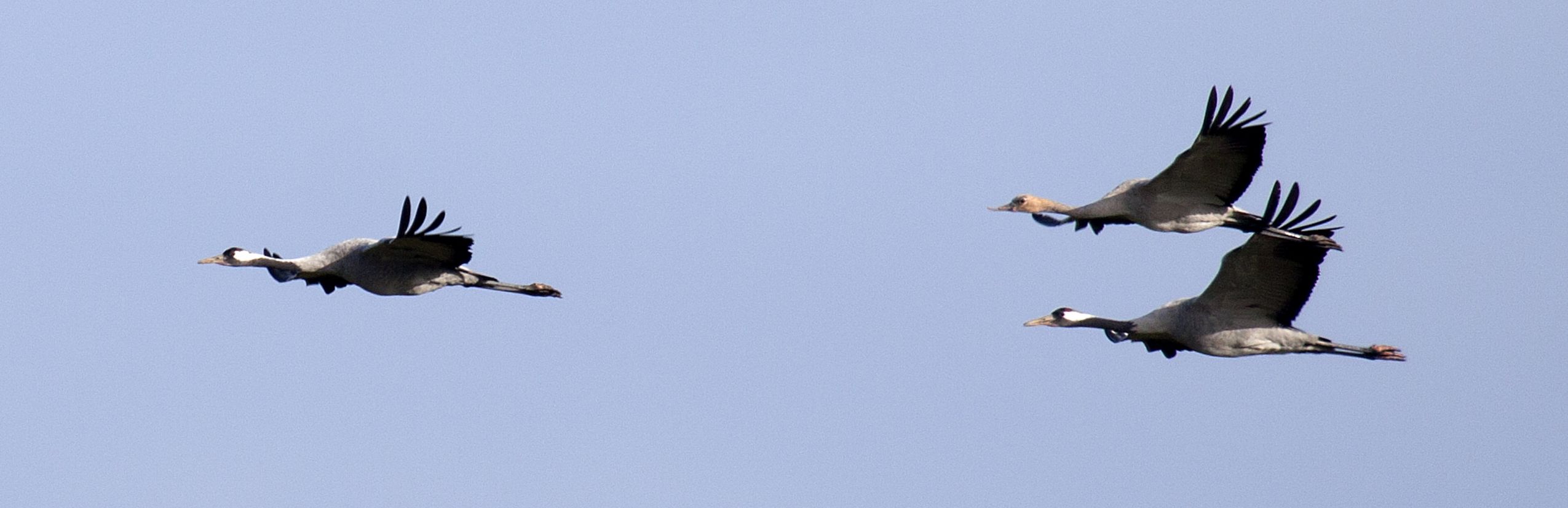 3 Kraniche am Himmel fliegend