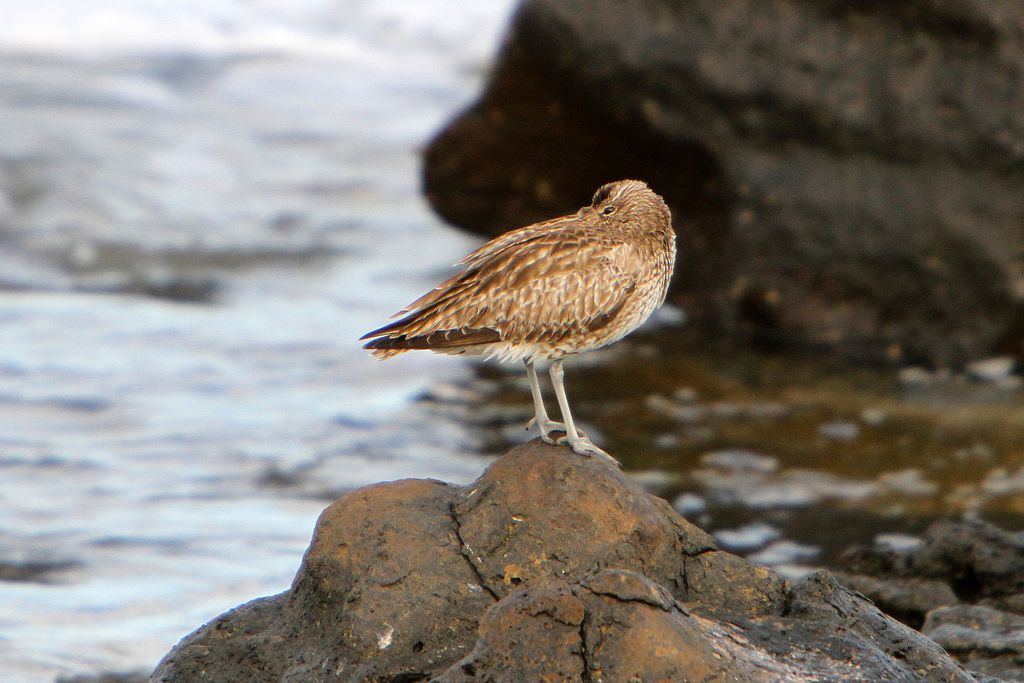 Regenbrachvogel Spanien Bruno Dittrich