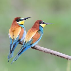 Bienenfresser Deutschland Volker Sthamer