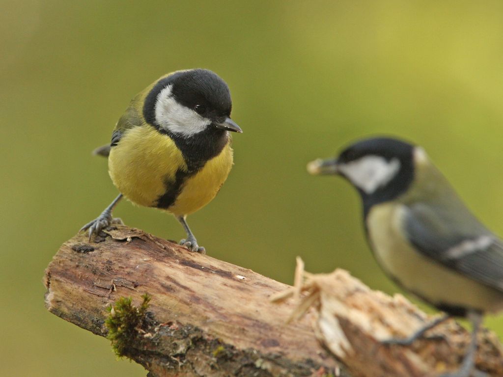 Kohlmeisenpaar