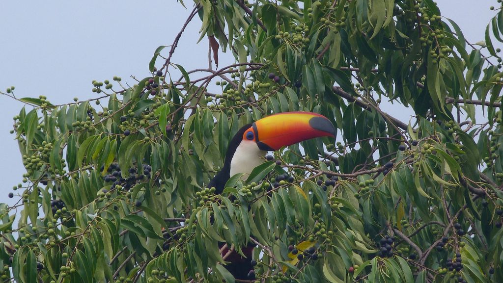 Riesentukan Brasilien auf dem Baum - großer orangener Schnabel und schwarz weißes Gefieder