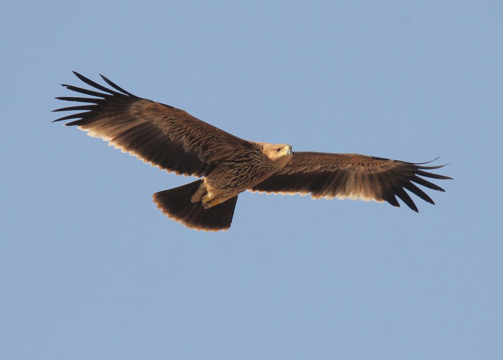 Kaiseradler Oman Christoph Moning