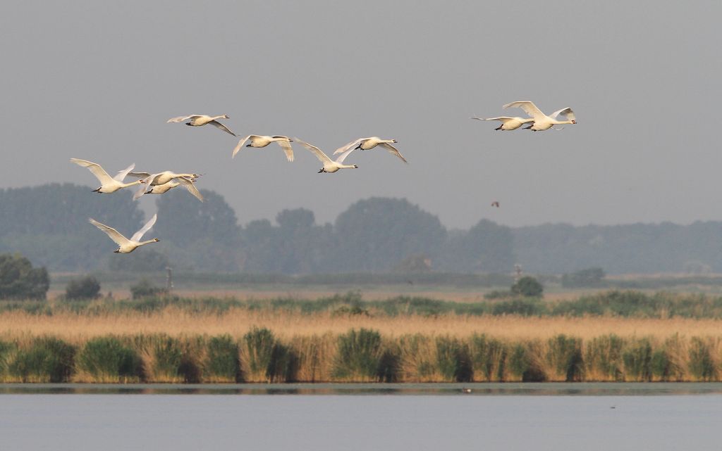 Höckerschwan Ungarn Christoph Moning