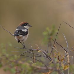 Rotkopfwürger Türkei Christoph Moning