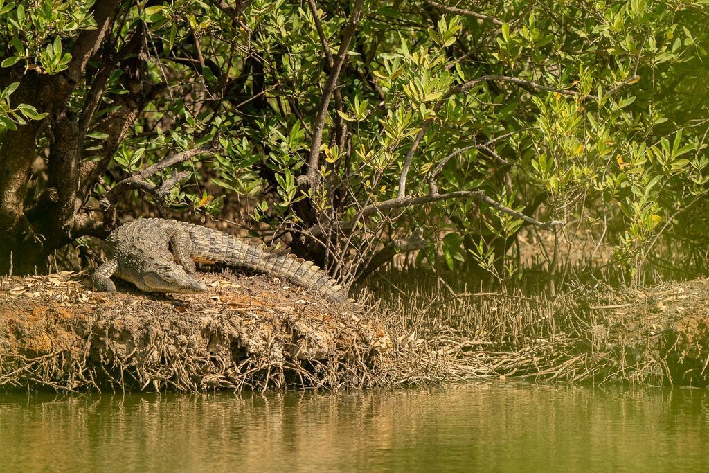 Krokodil im Gambia River