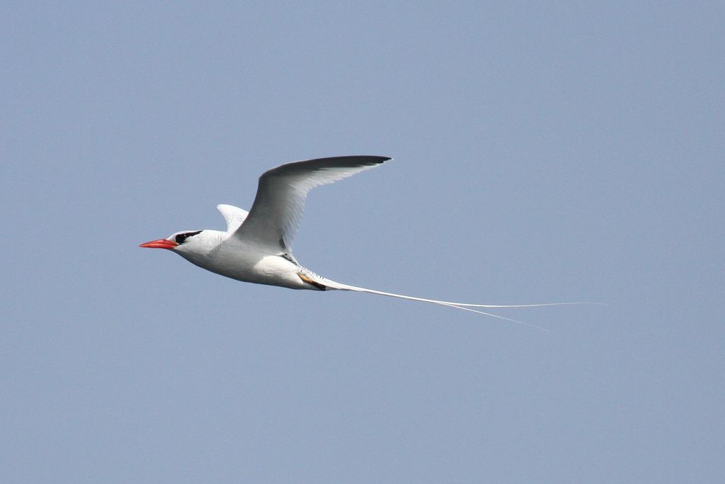 Rotschnabel-Tropikvogel Galapagos Rainer Stoll