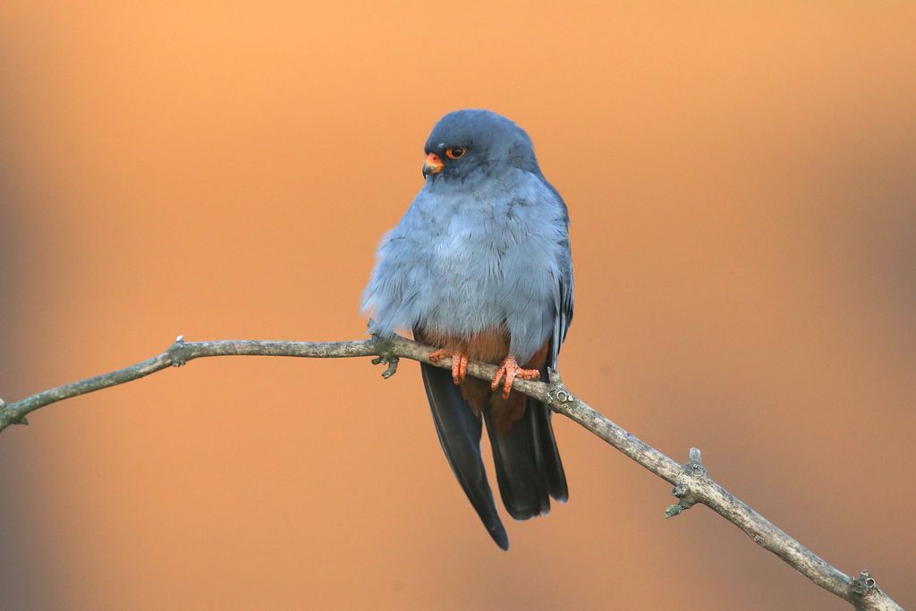 Rotfußfalke (Janos Olah)