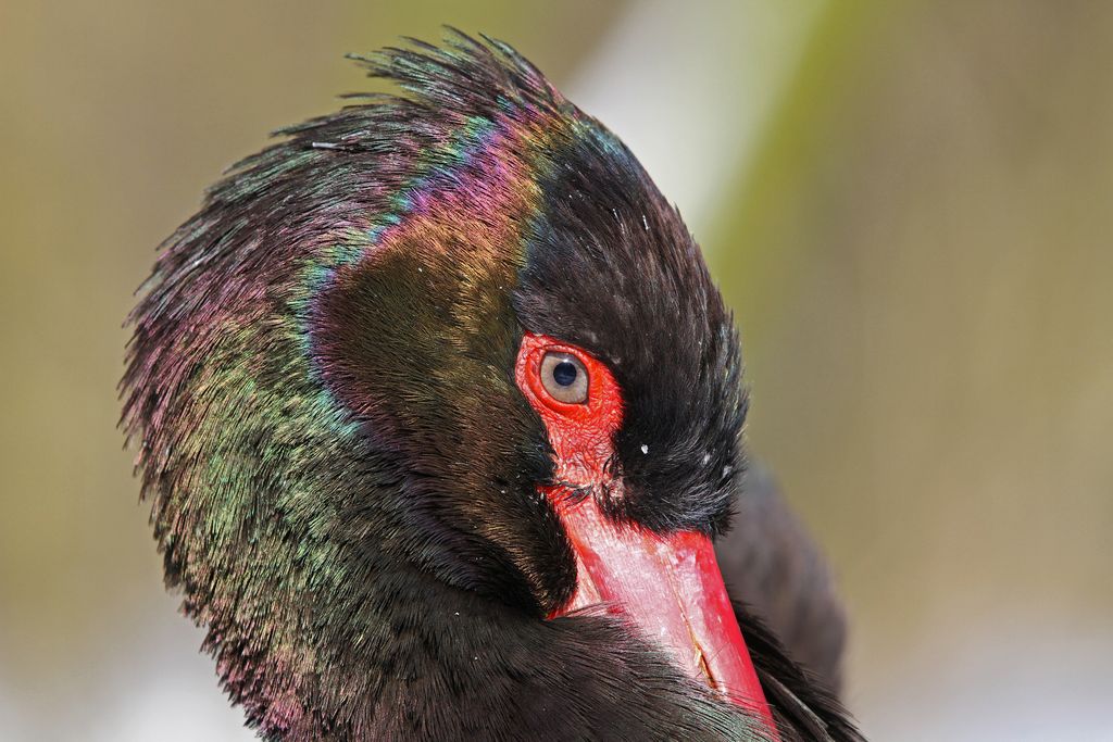 schwarzdorch deutschland  closeup - vogelstimmen erkennen