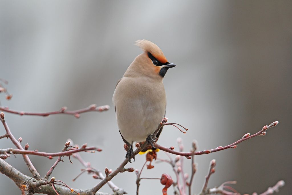 Seidenschwanz Deutschland Christoph Moning
