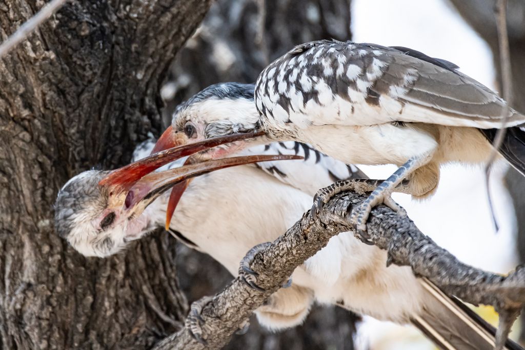 Namibia A.Voigts