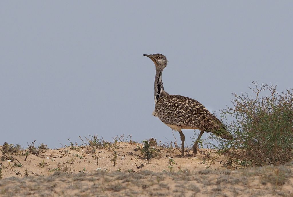 Kanaren-Kragentrappe, Fuerteventura, Frank_Vassen/flickr_CC_BY_2.0.