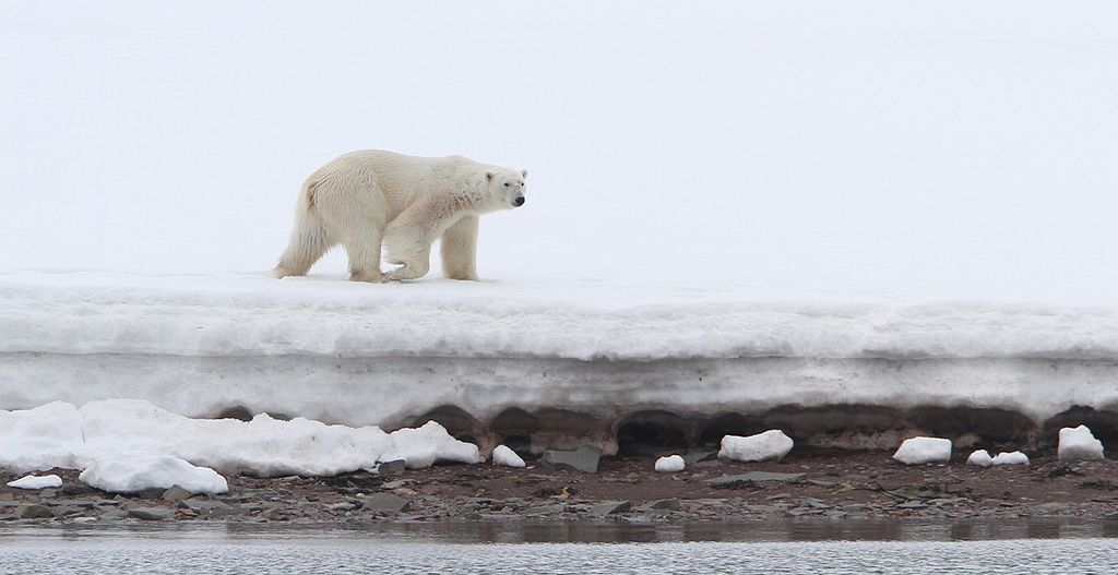 Eisbär Spitzbergen Christoph Moning