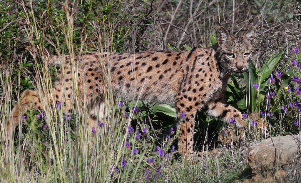 Pardelluchs (G.Schreier)