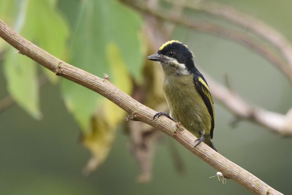 Gelbrückenbartvogel Uganda Volker Sthamer