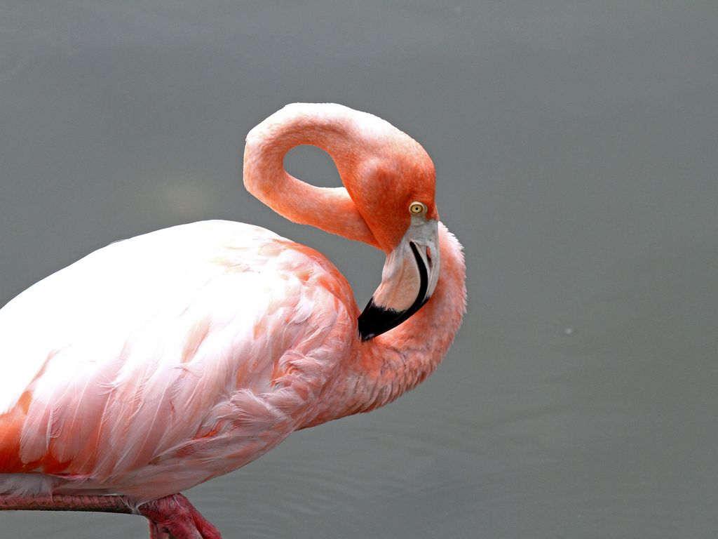 Kubaflamingo Rolf Schneider