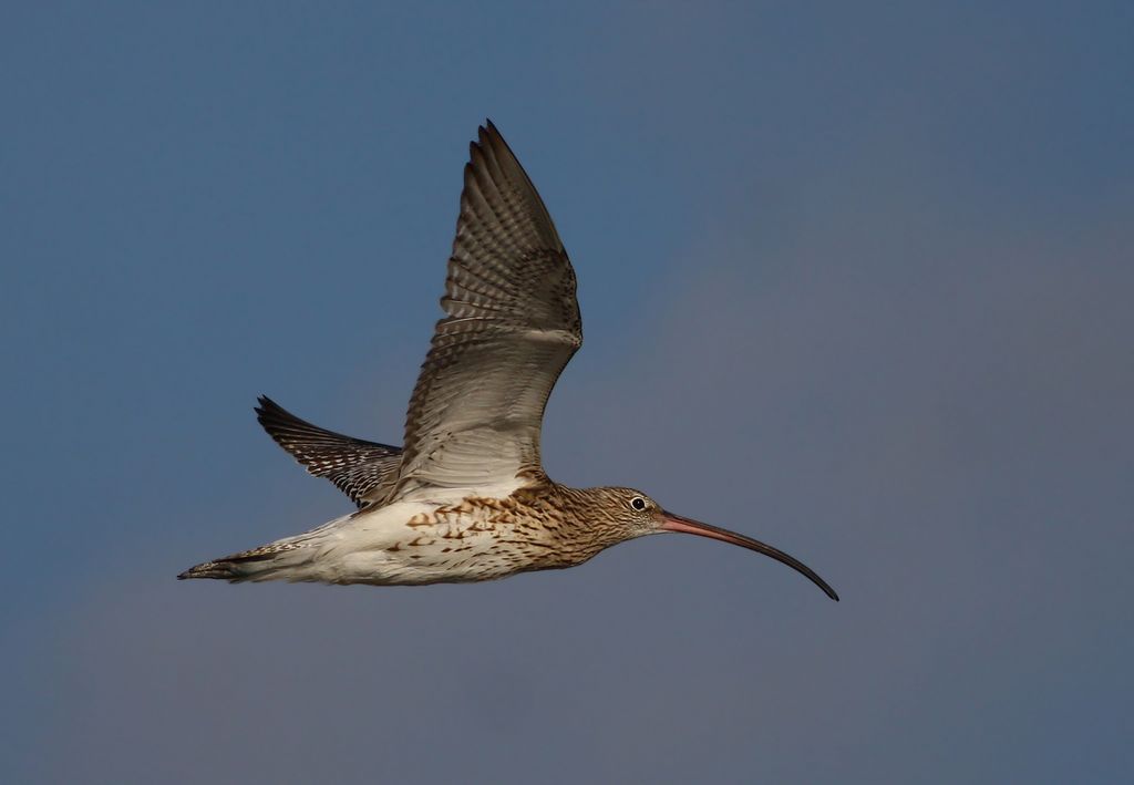 Großer Brachvogel Oman Christoph Moning