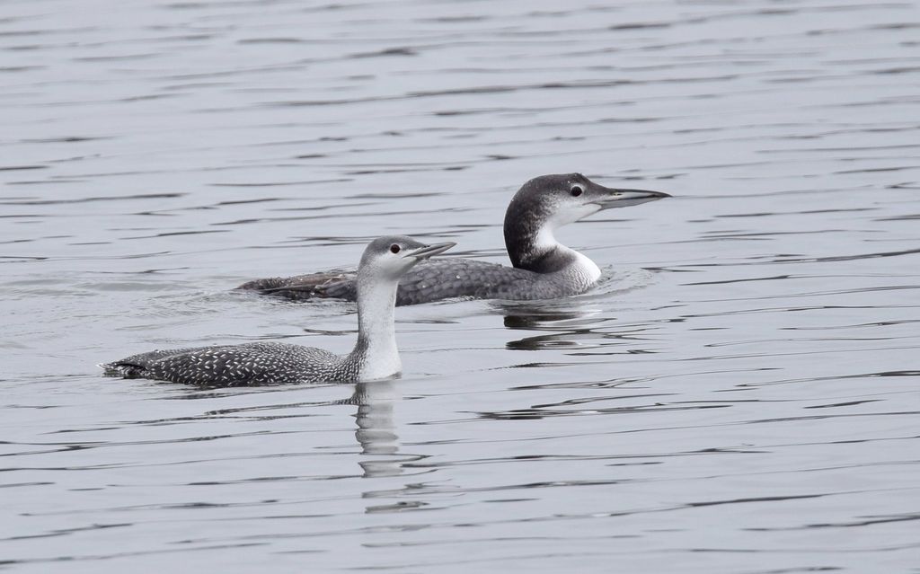 Sterntaucher und Eistaucher