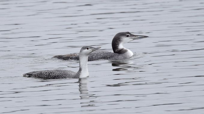 Sterntaucher und Eistaucher