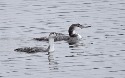 Sterntaucher und Eistaucher