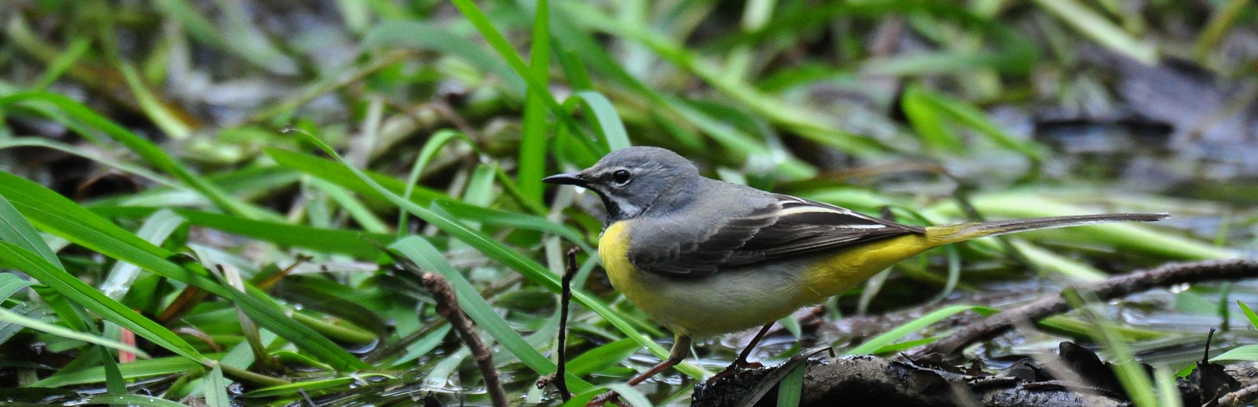 Gebirgsstelze Vogelportrait