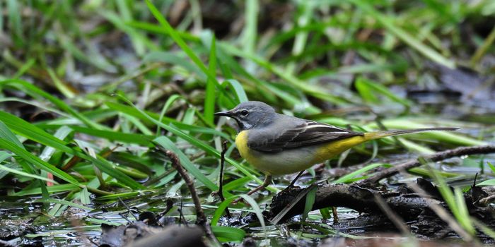 Gebirgsstelze Vogelportrait