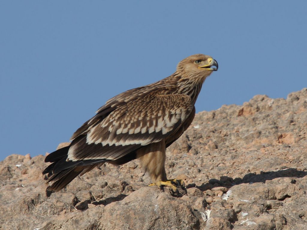 Kaiseradler Oman Christoph Moning