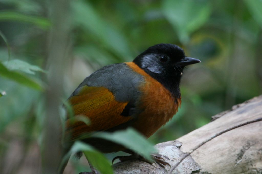 Halsbandhaeherling Vietnam Max Jensen Vietnam Birding