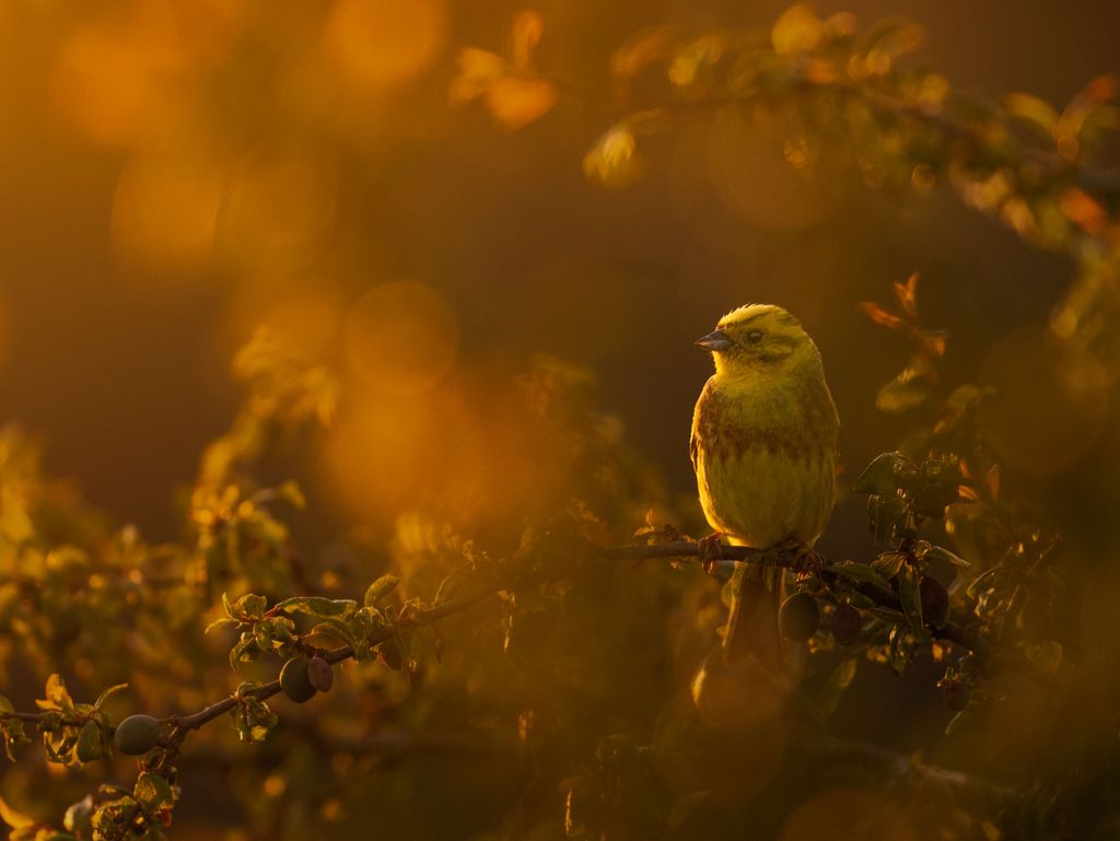 Goldammer im Abendlicht
