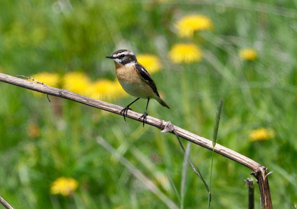 Braunkehlchen A.Kofler