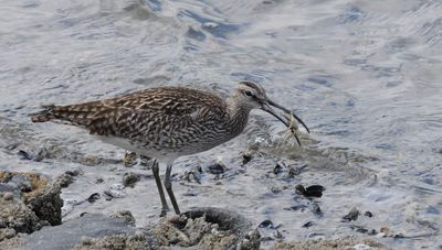 Regenbrachvogel