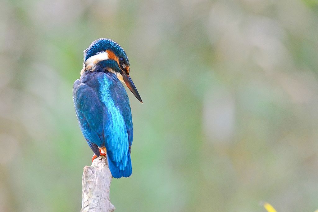 Eisvogel Deutschland Volker Sthamer