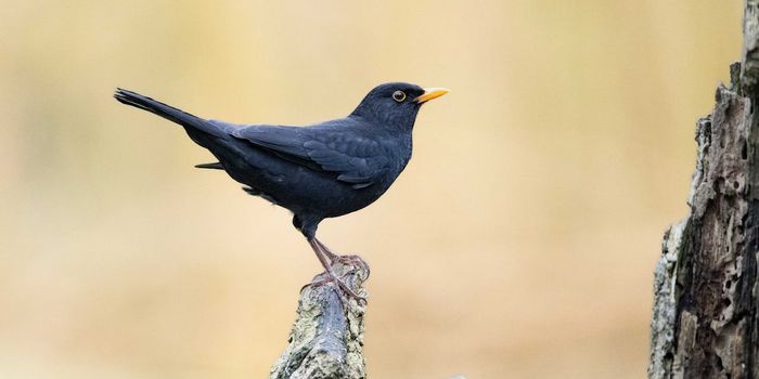 Amsel Männchen