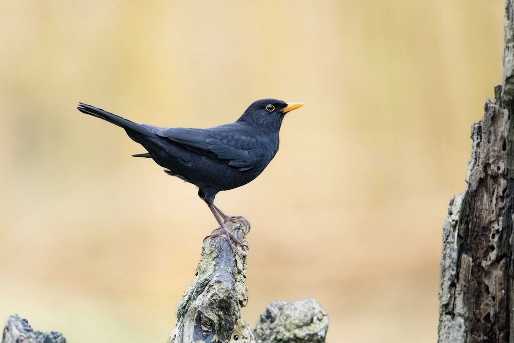 Amsel Männchen sitzt auf einem Ast in natürlicher Umgebung