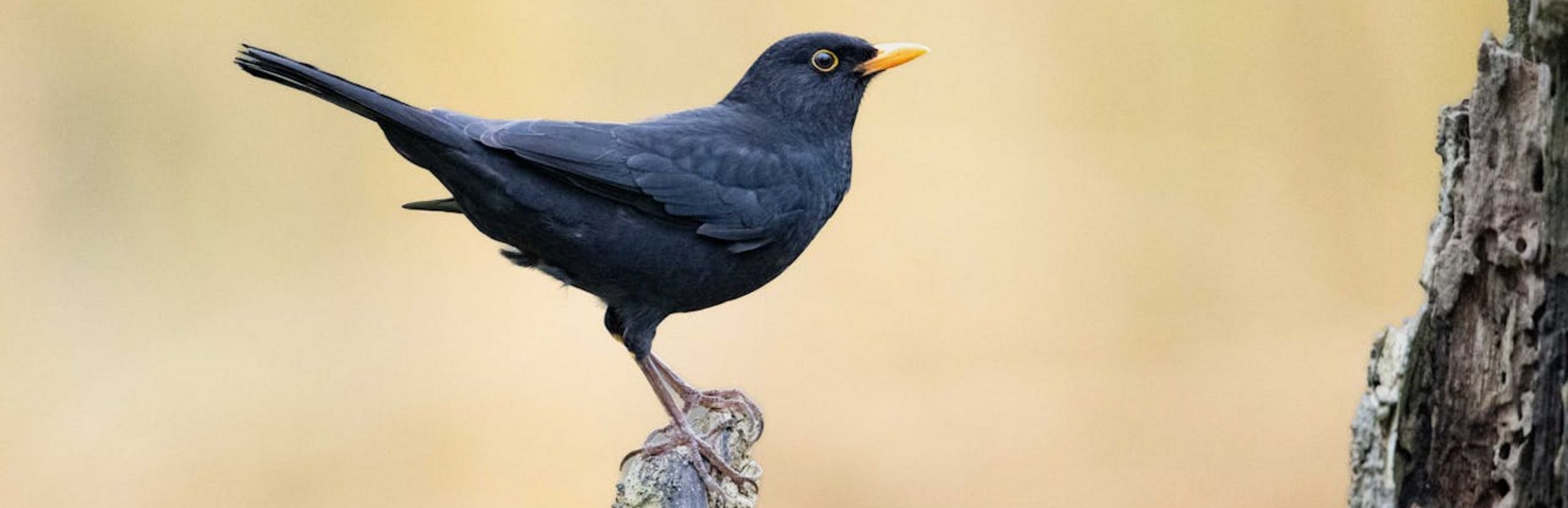 Amsel Männchen (pexels)