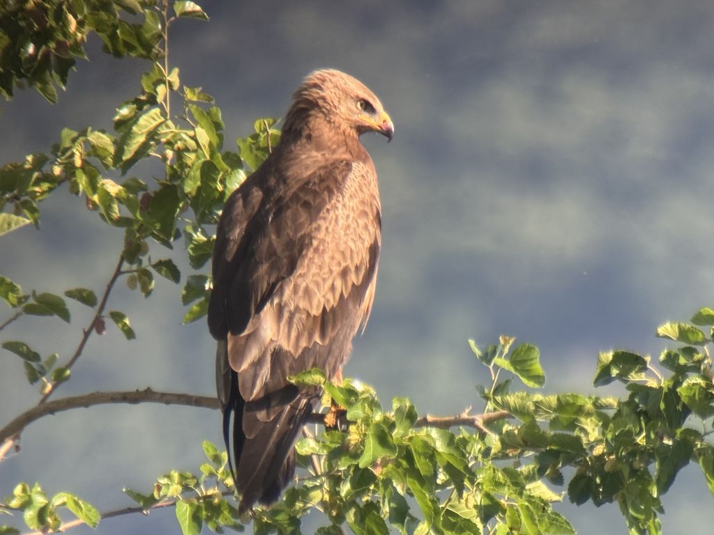 Schreiadler (Andreas Weber)
