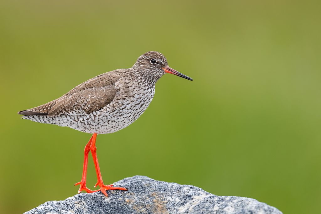 Rotschenkel in Norwegen